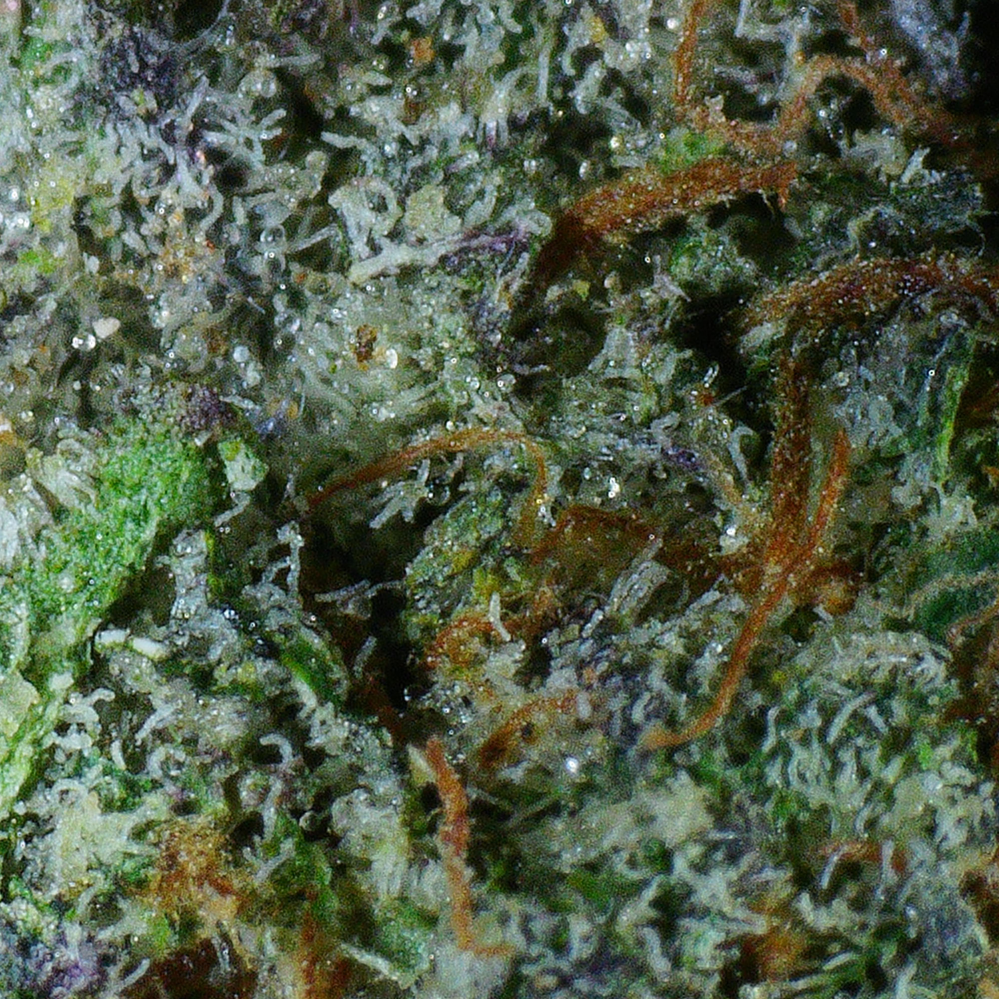 Purple Tuna Flower (gas) 2 Purple Tuna Flower (gas) - Image 2