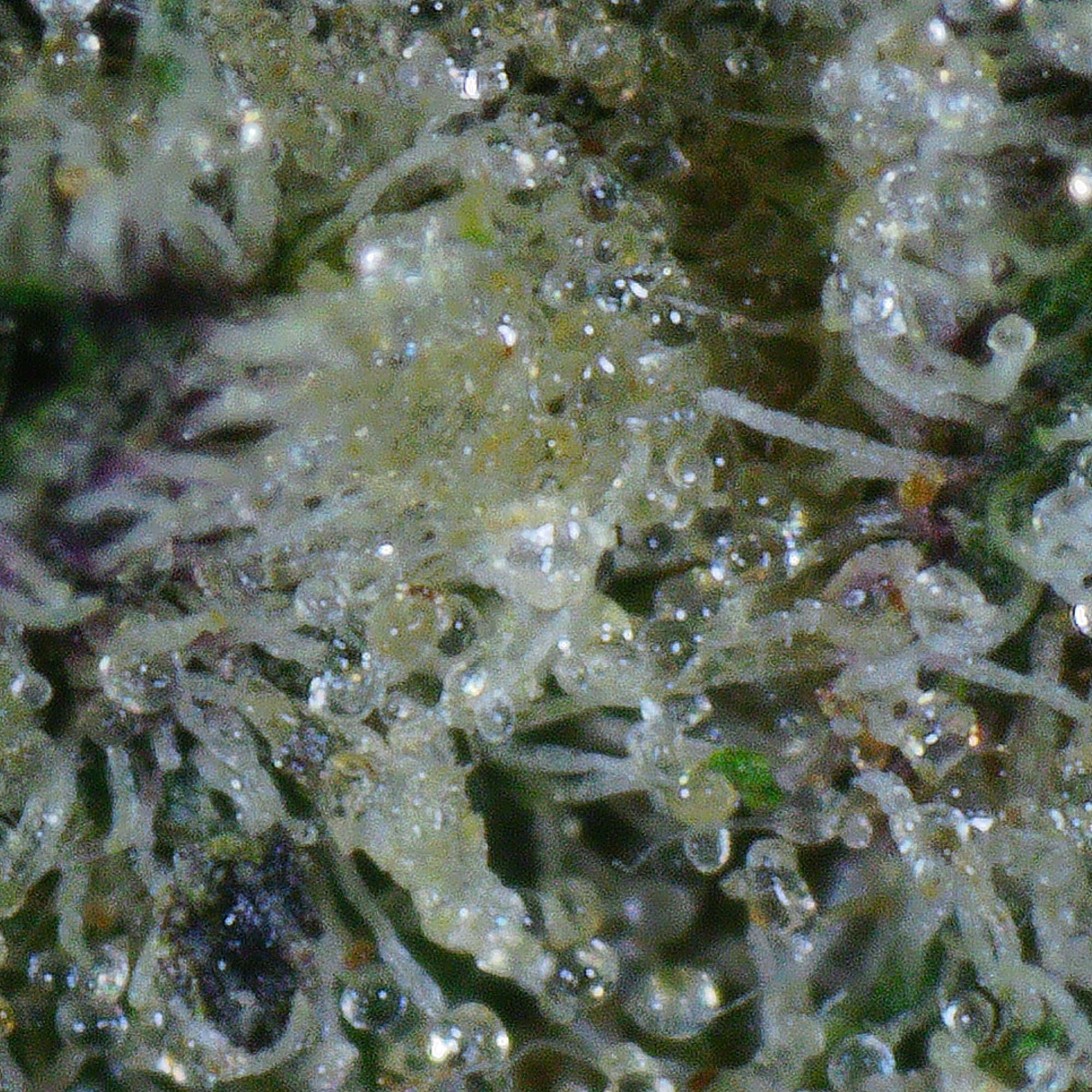 Tuna Flower (Gas) 4 Tuna Flower (Gas) - Image 4