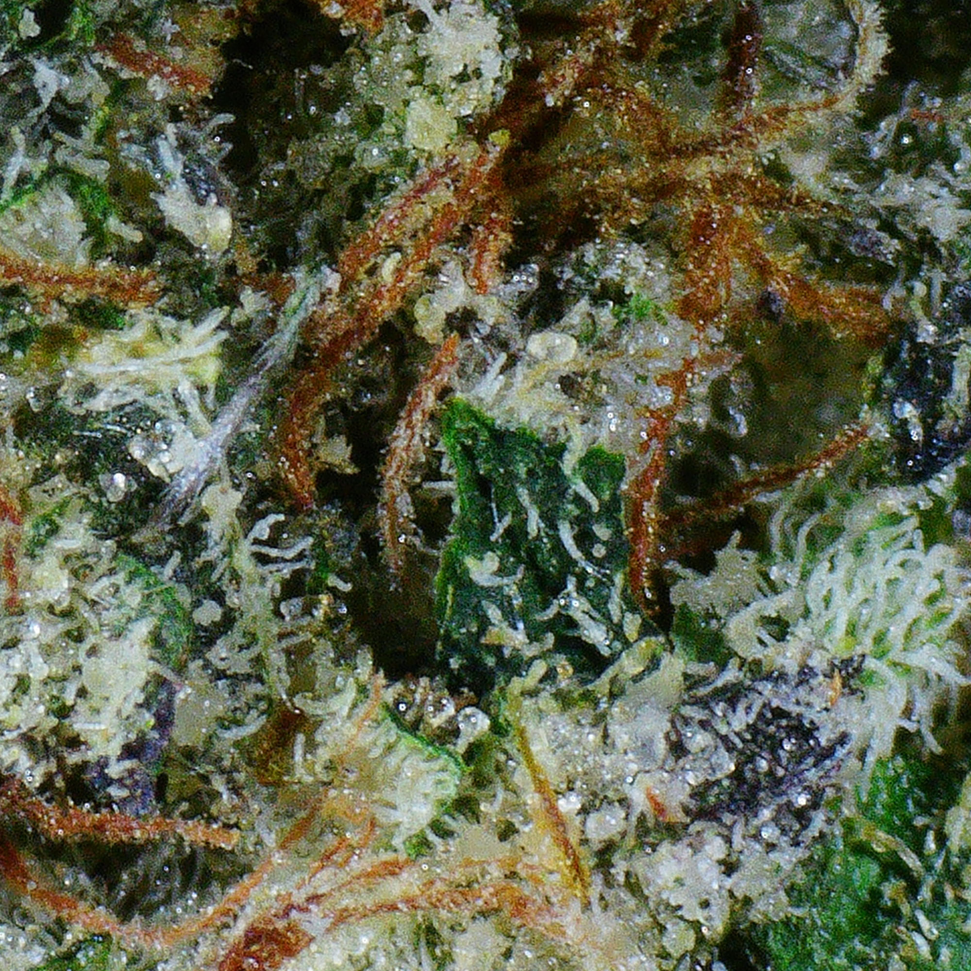 Wedding Cake Flower (Gas) 4 Wedding Cake Flower (Gas) - Image 4