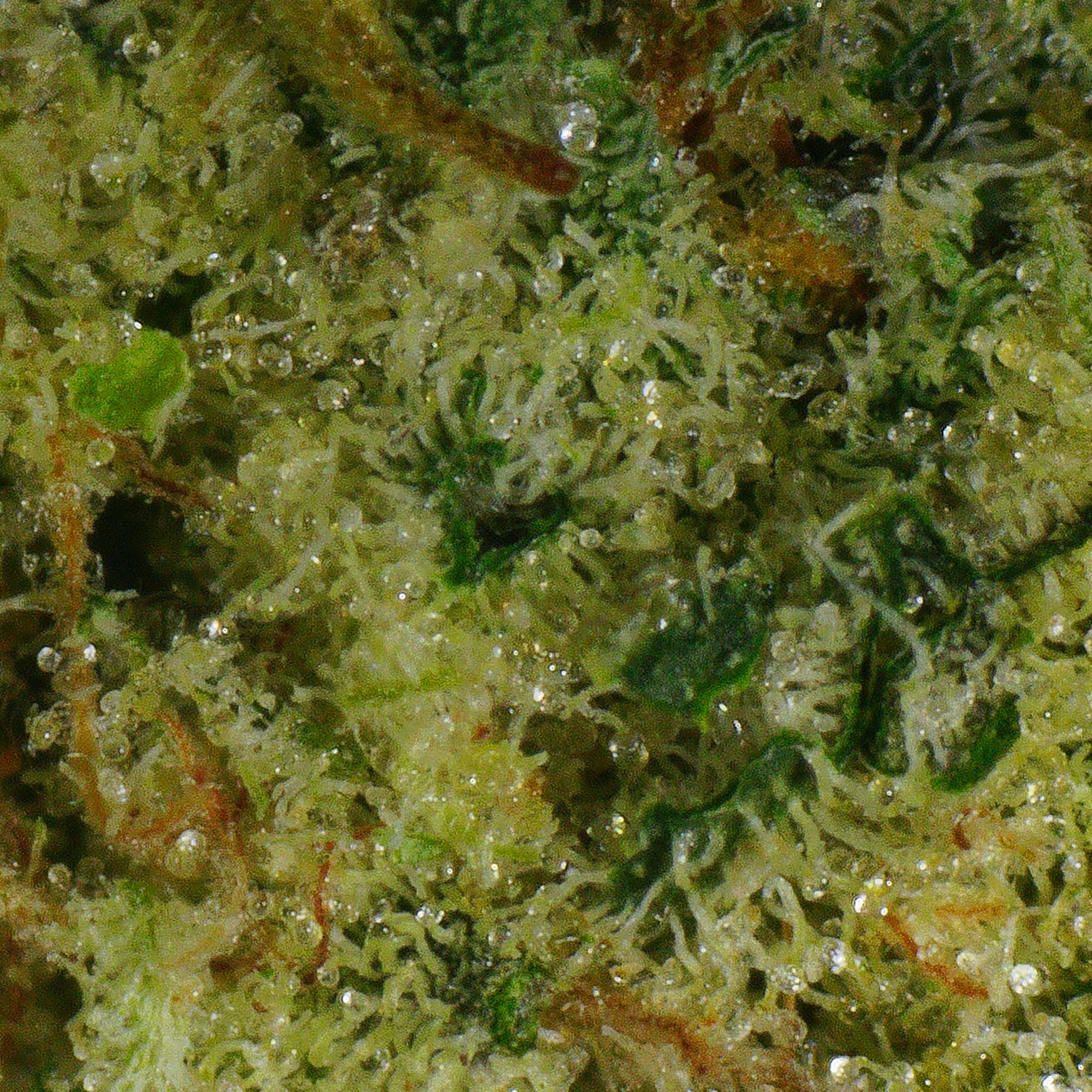 Deep Fried Ice Cream Flower 5 Deep Fried Ice Cream Flower - Image 5