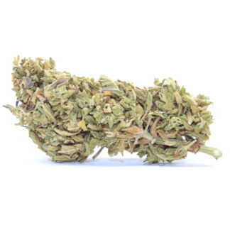 Alpha Flower (Greenhouse)