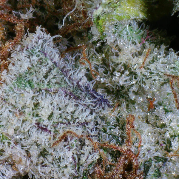 Blueberry Gelato Flower 4 Blueberry Gelato Flower - Image 4