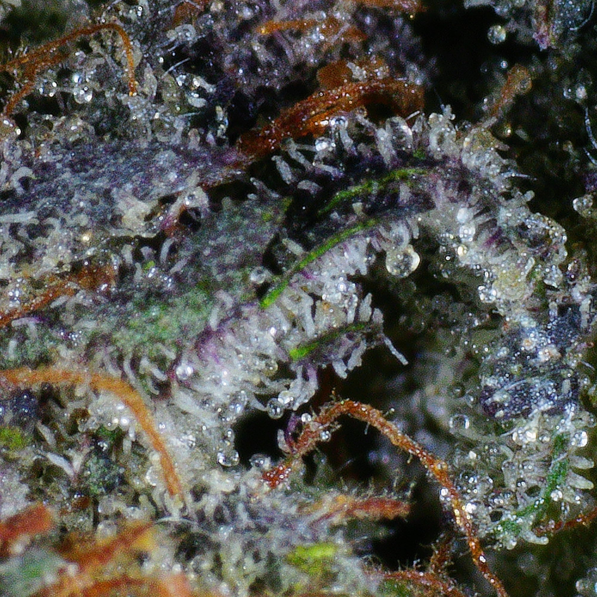 Bubba Fett Flower (Gas) 4 Bubba Fett Flower (Gas) - Image 4