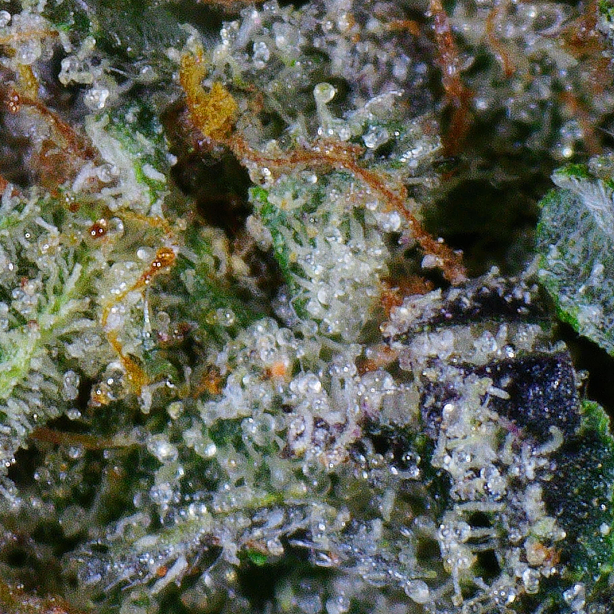 Cookie Casket Flower 4 Cookie Casket Flower - Image 4