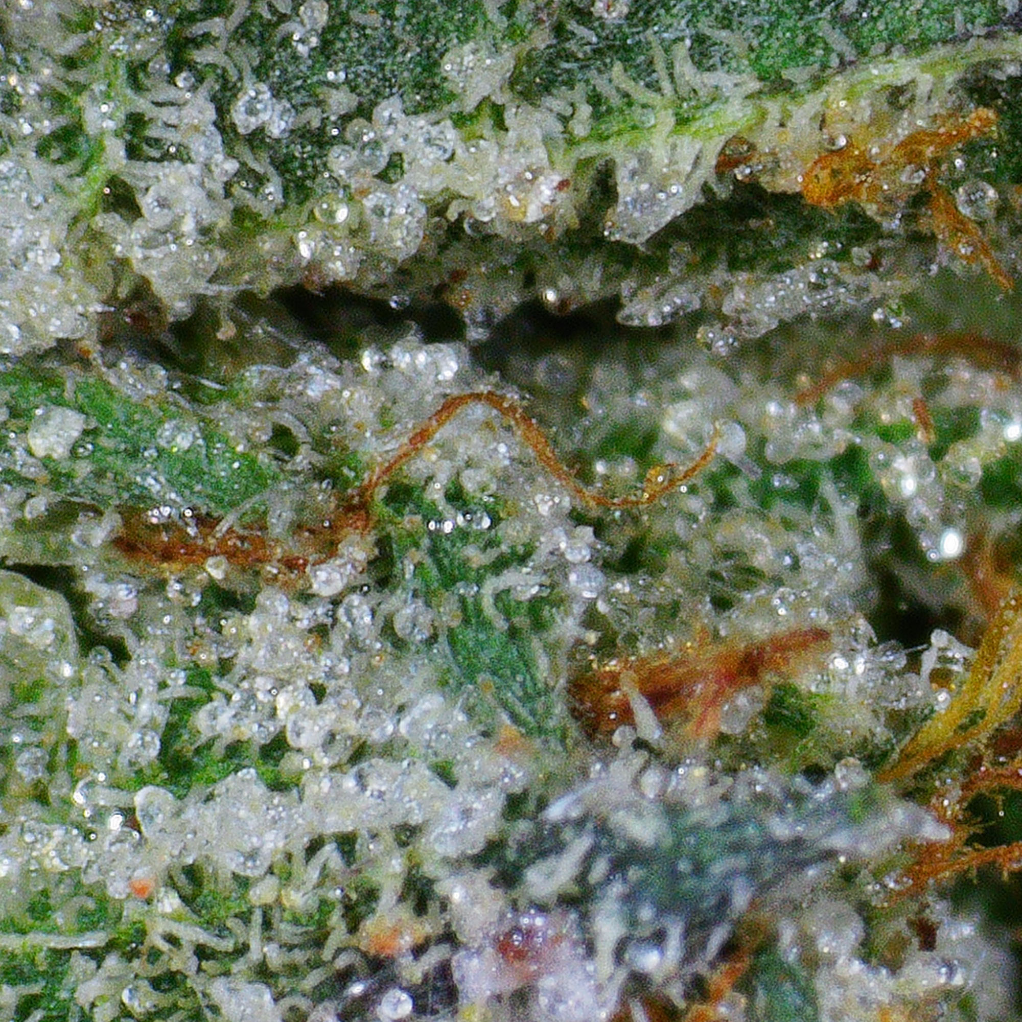 Humdinger O.G. Flower 4 Humdinger O.G. Flower - Image 4