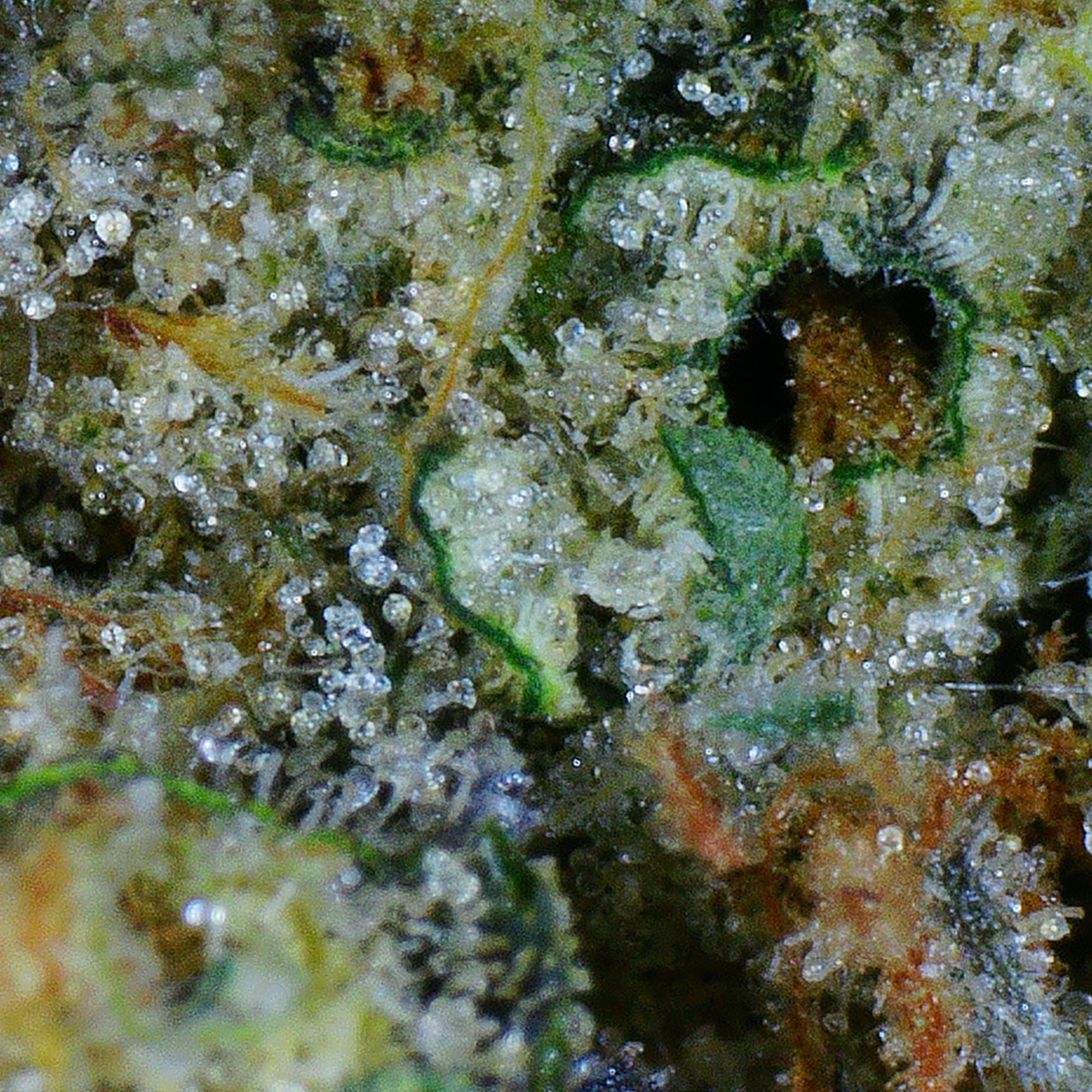 Super Sour Gas Flower 5 Super Sour Gas Flower - Image 5