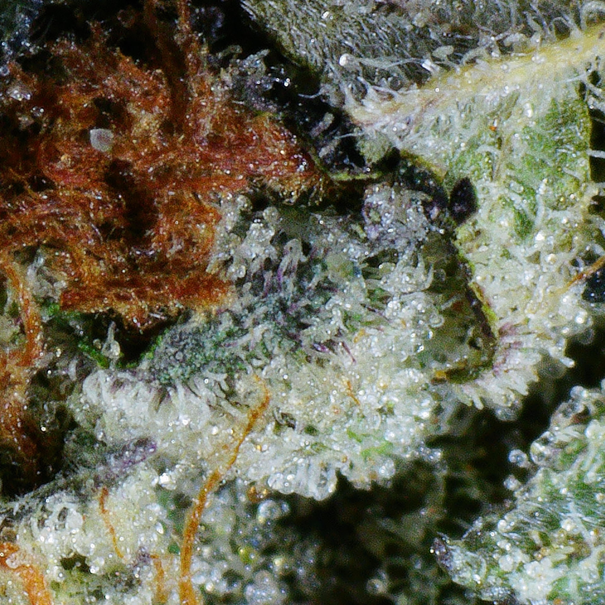 Tuna Flower (Gas) (LSO) 4 Tuna Flower (Gas) (LSO) - Image 4