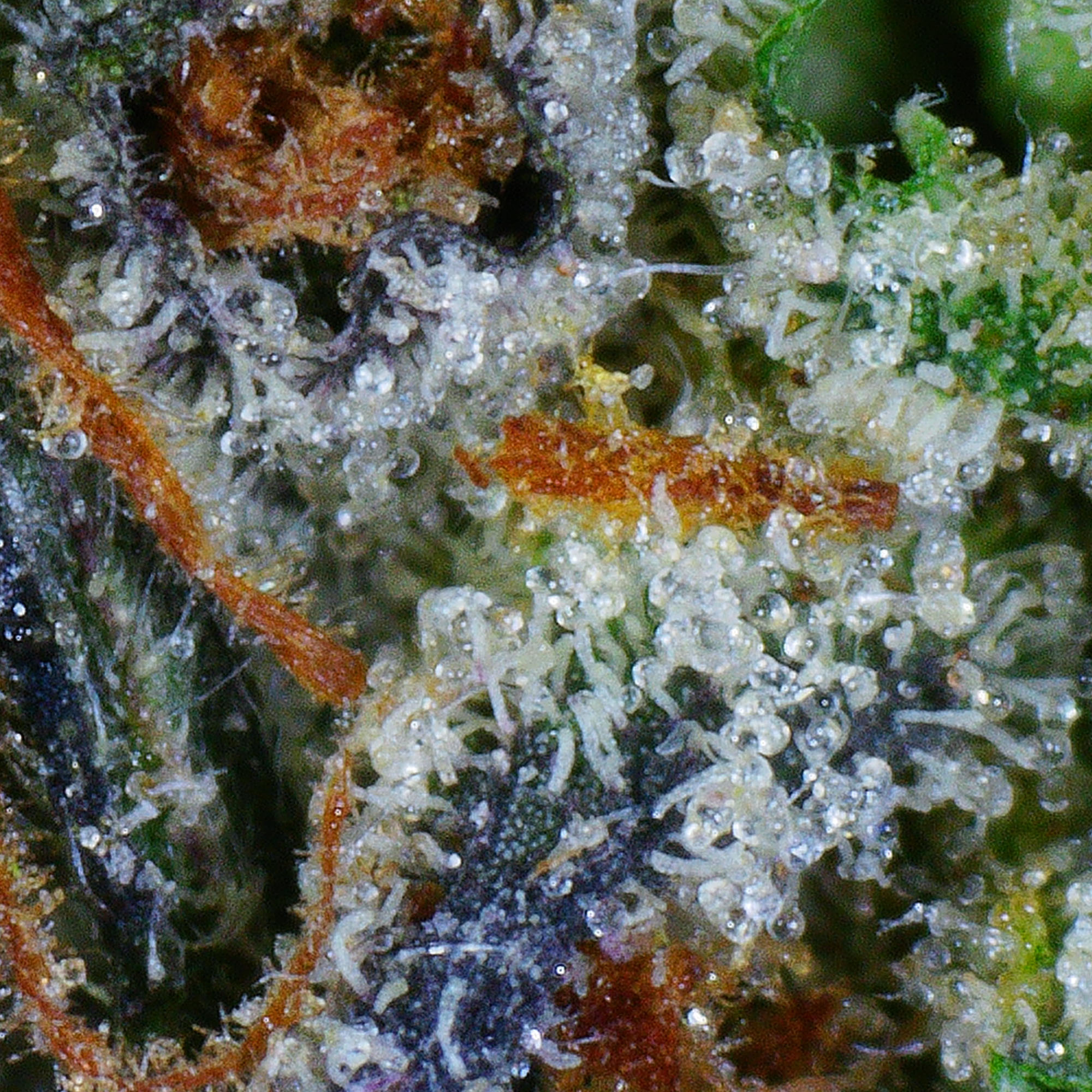 Astro Pink Flower 4 Astro Pink Flower - Image 4