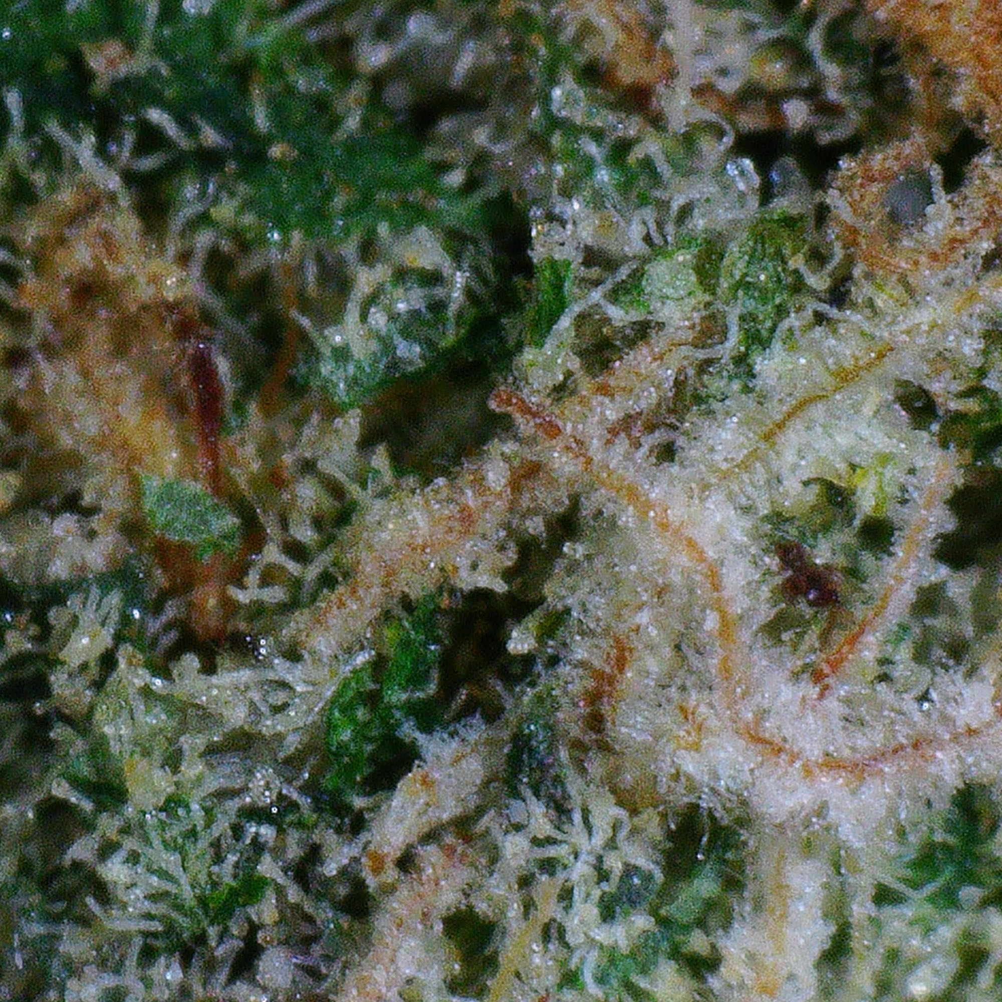 Grape Lemonade Flower 4 Grape Lemonade Flower - Image 4