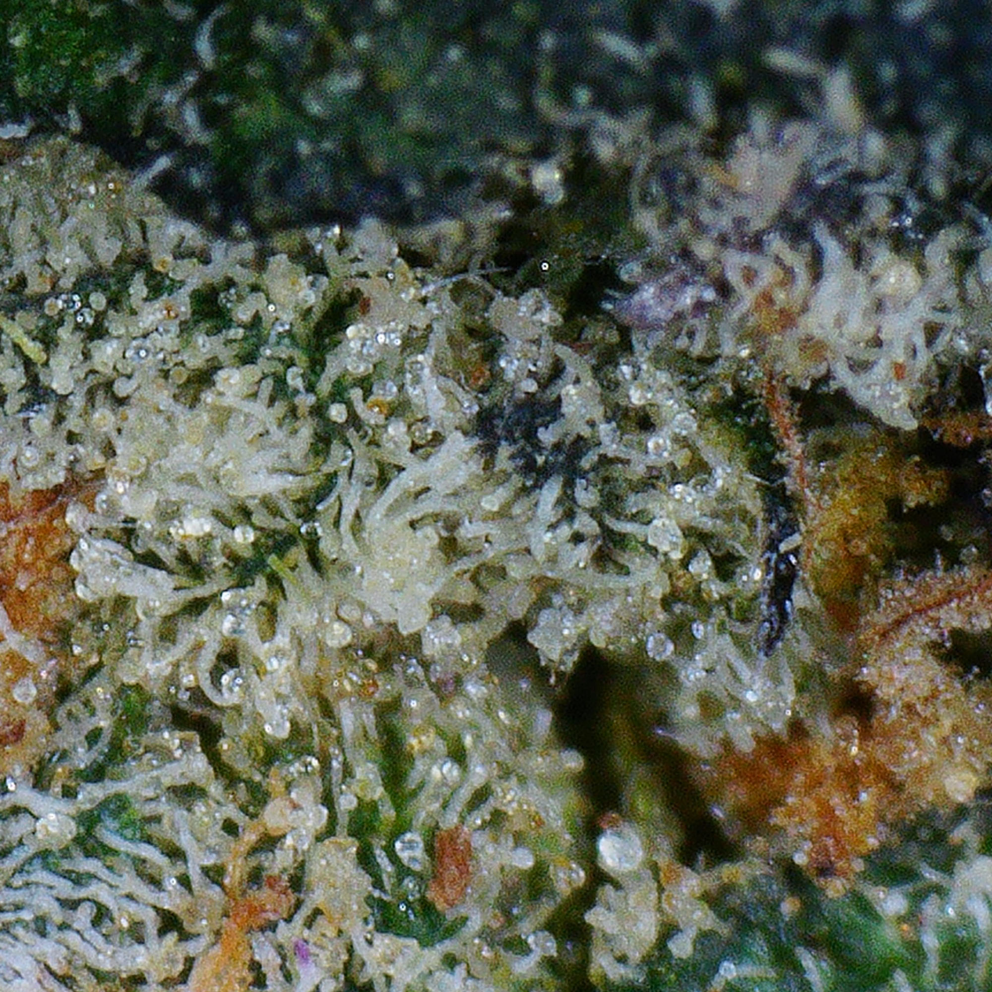 Purple Gelato Flower 4 Purple Gelato Flower - Image 4