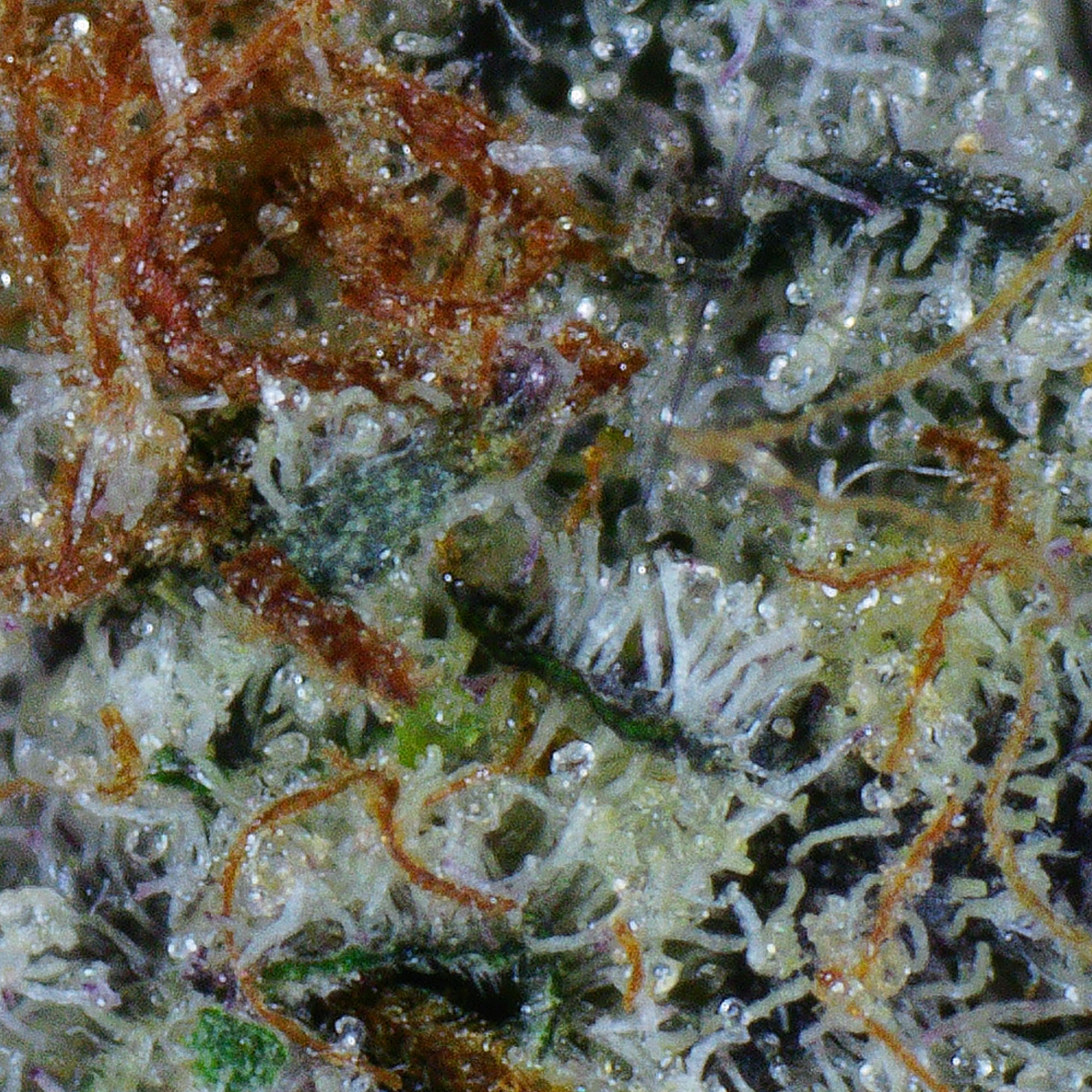 Purple Pineapple Flower 4 Purple Pineapple Flower - Image 4