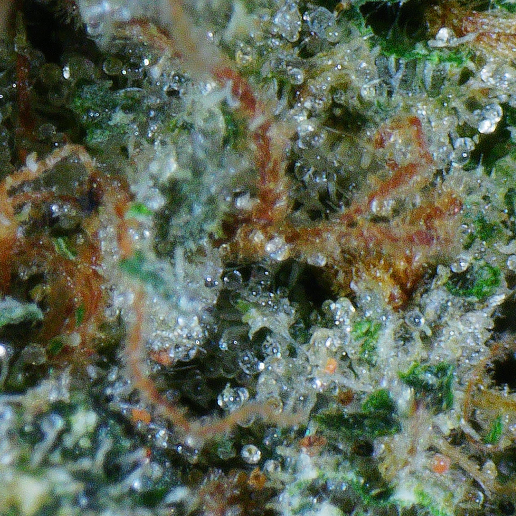 Mellow Man Flower 4 Mellow Man Flower - Image 4