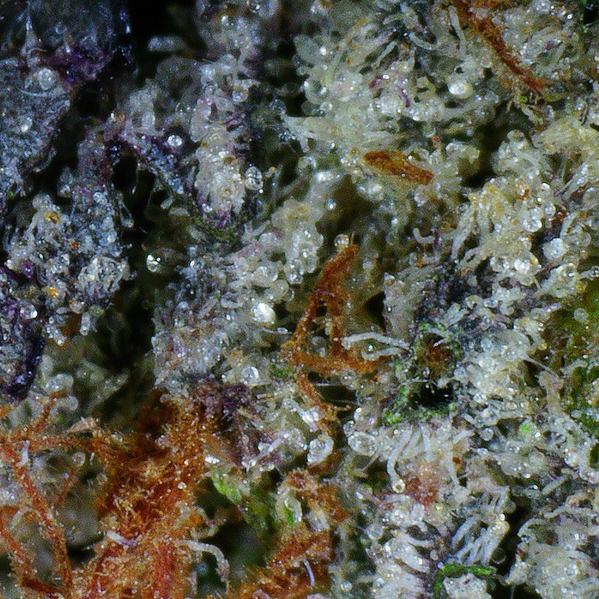 Granddaddy Purple Flower (Gas) 4 Granddaddy Purple Flower (Gas) - Image 4