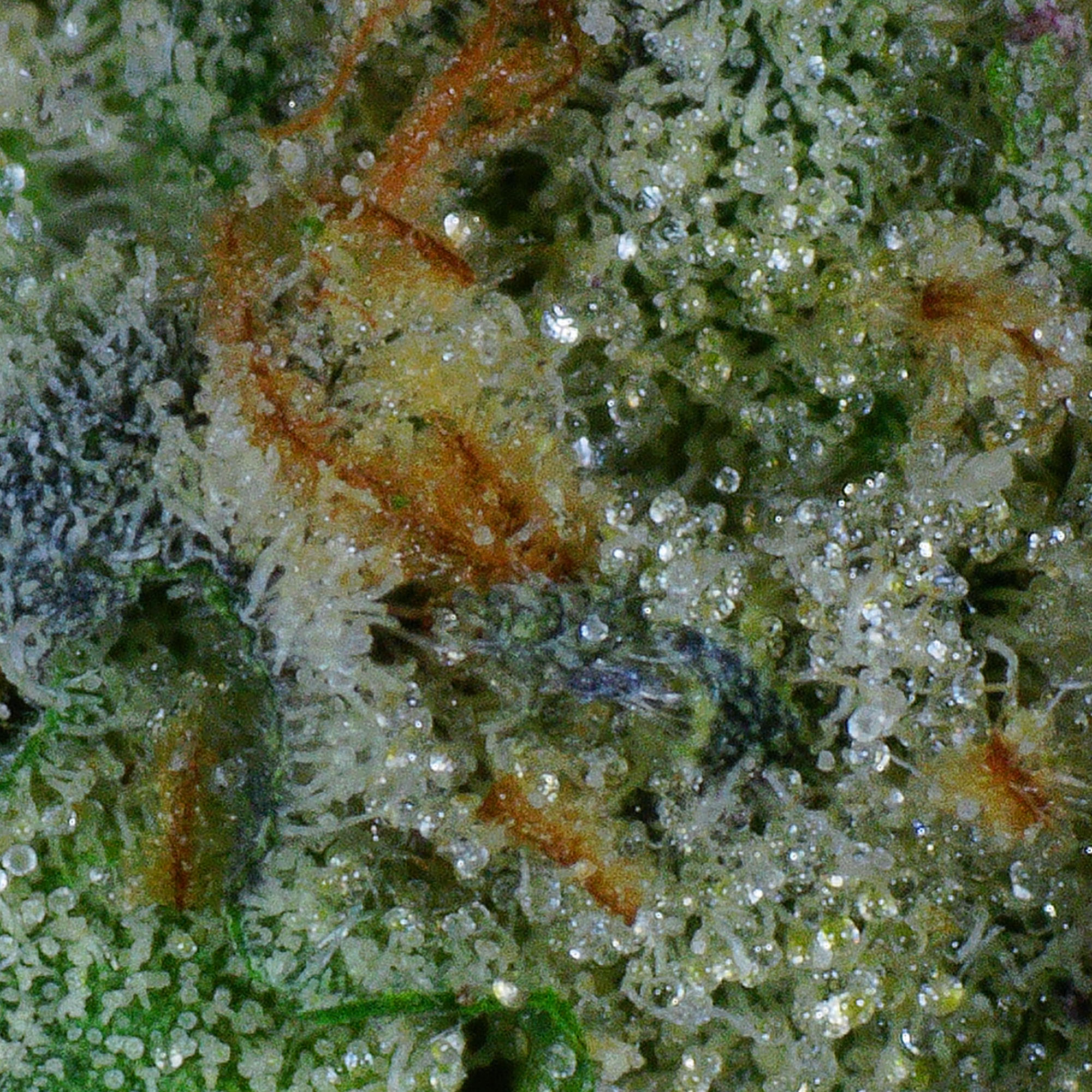 Astro Fuel Flower 4 Astro Fuel Flower - Image 4