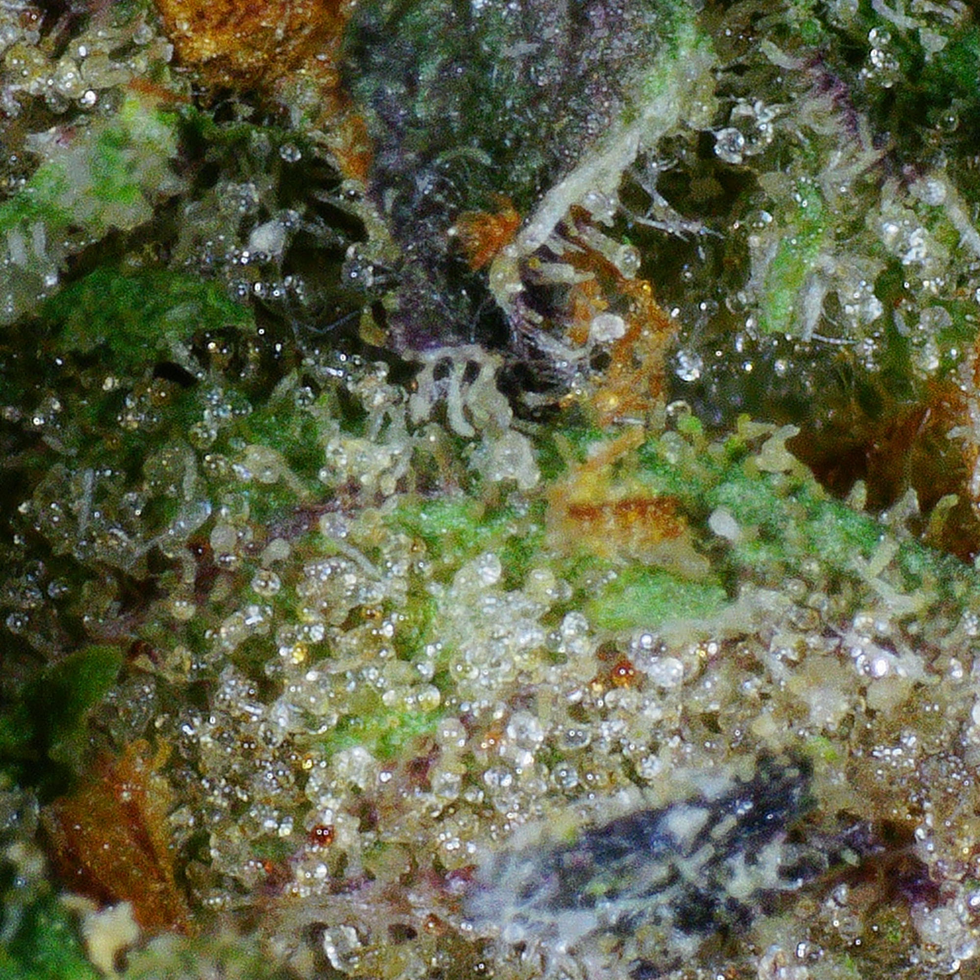 Beyond Blueberry 2.0 Flower 4 Beyond Blueberry 2.0 Flower - Image 4
