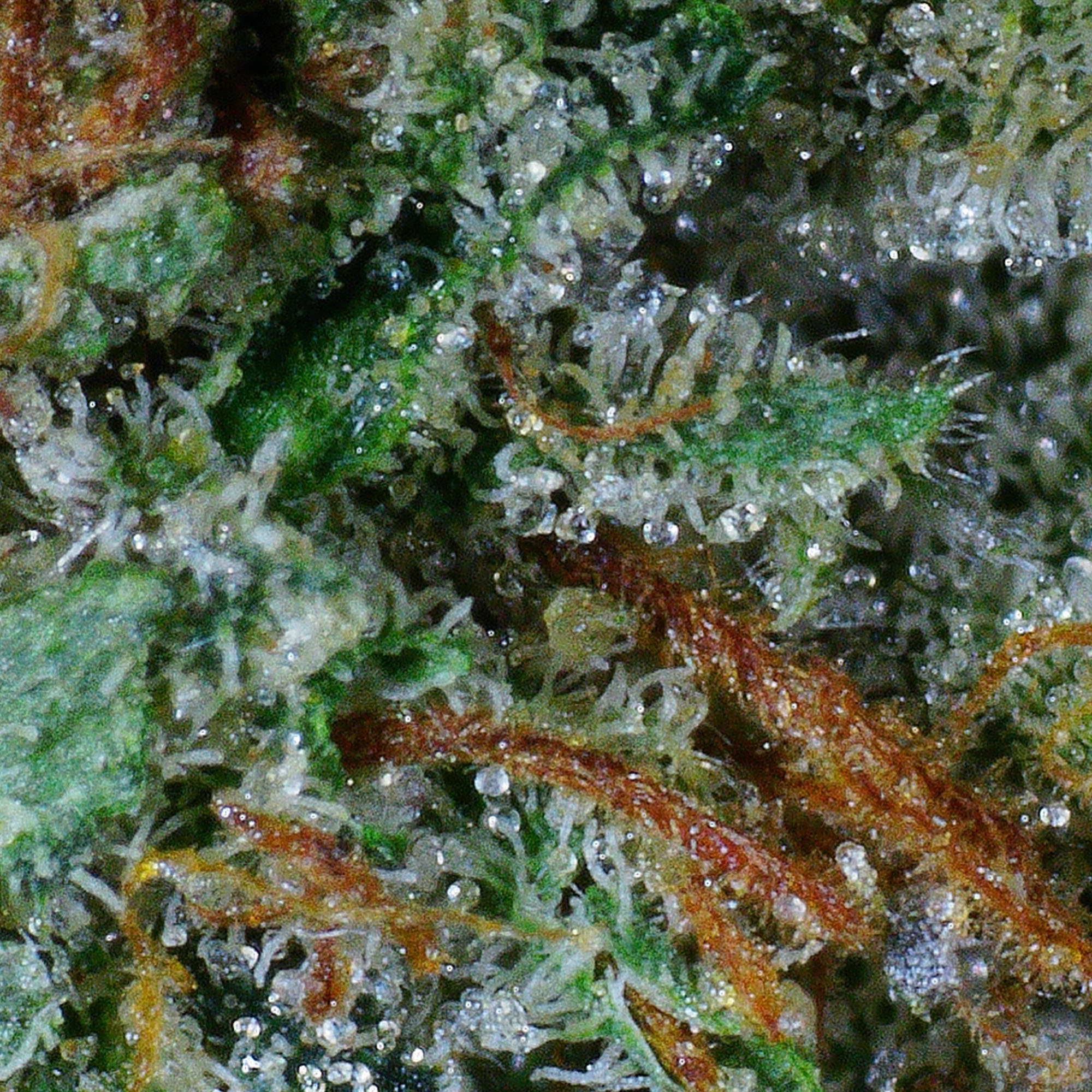 Granddaddy Purple Flower (Gas) 4 Granddaddy Purple Flower (Gas) - Image 4
