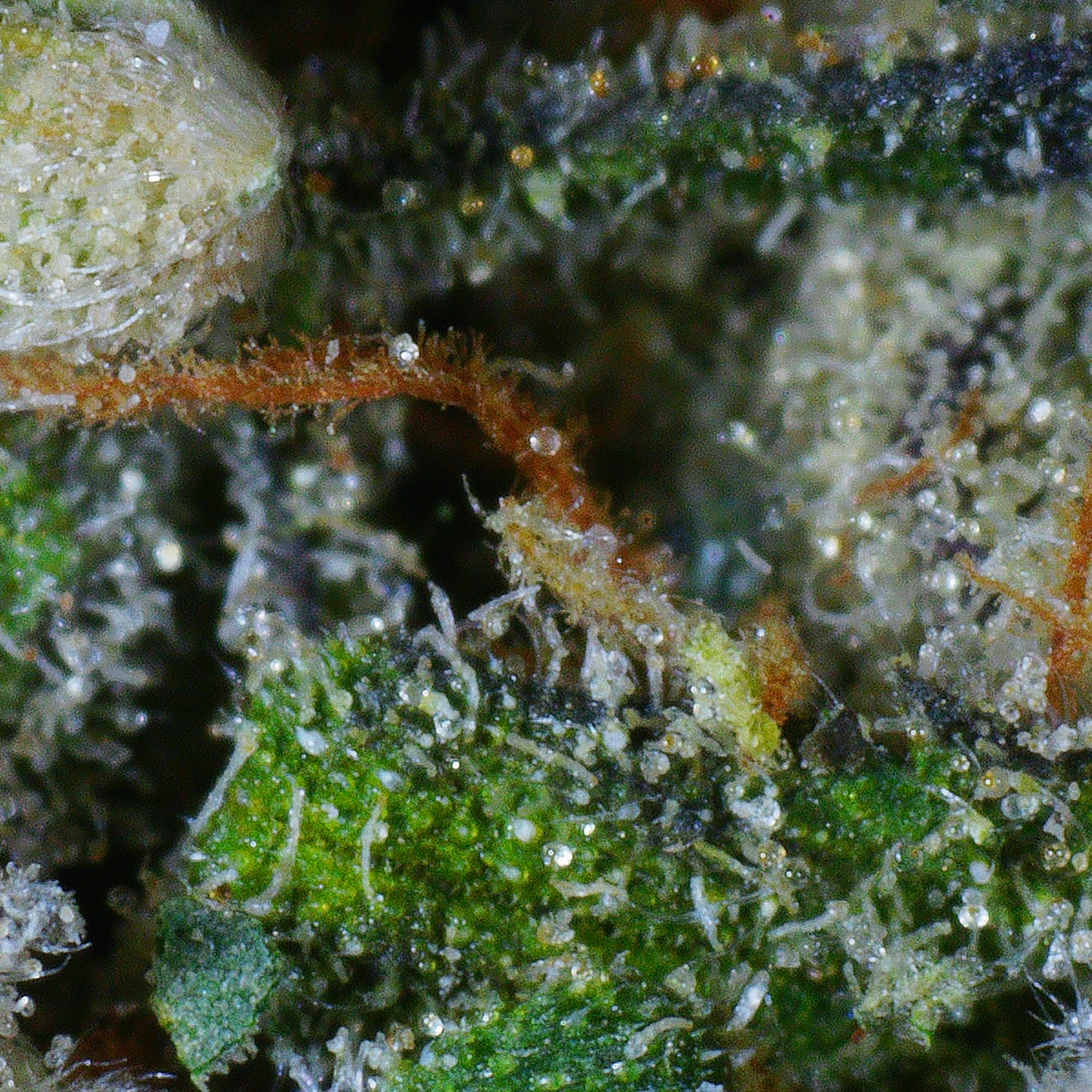 Hellfire OG Flower 4 Hellfire OG Flower - Image 4