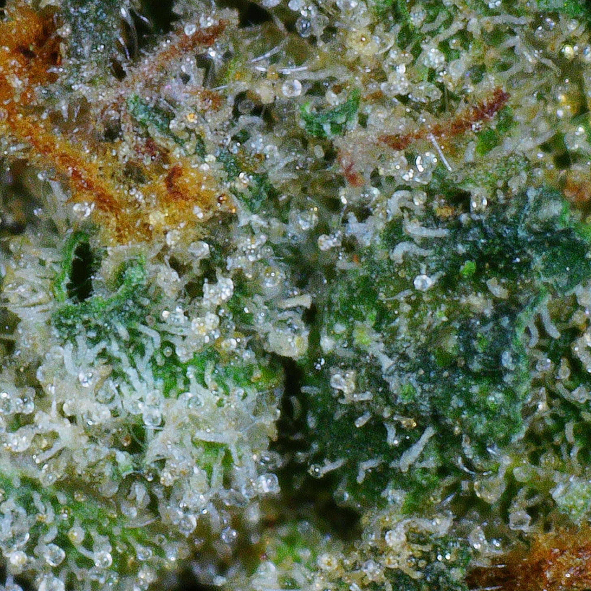 Original Bubba Flower (Gas) 4 Original Bubba Flower (Gas) - Image 4