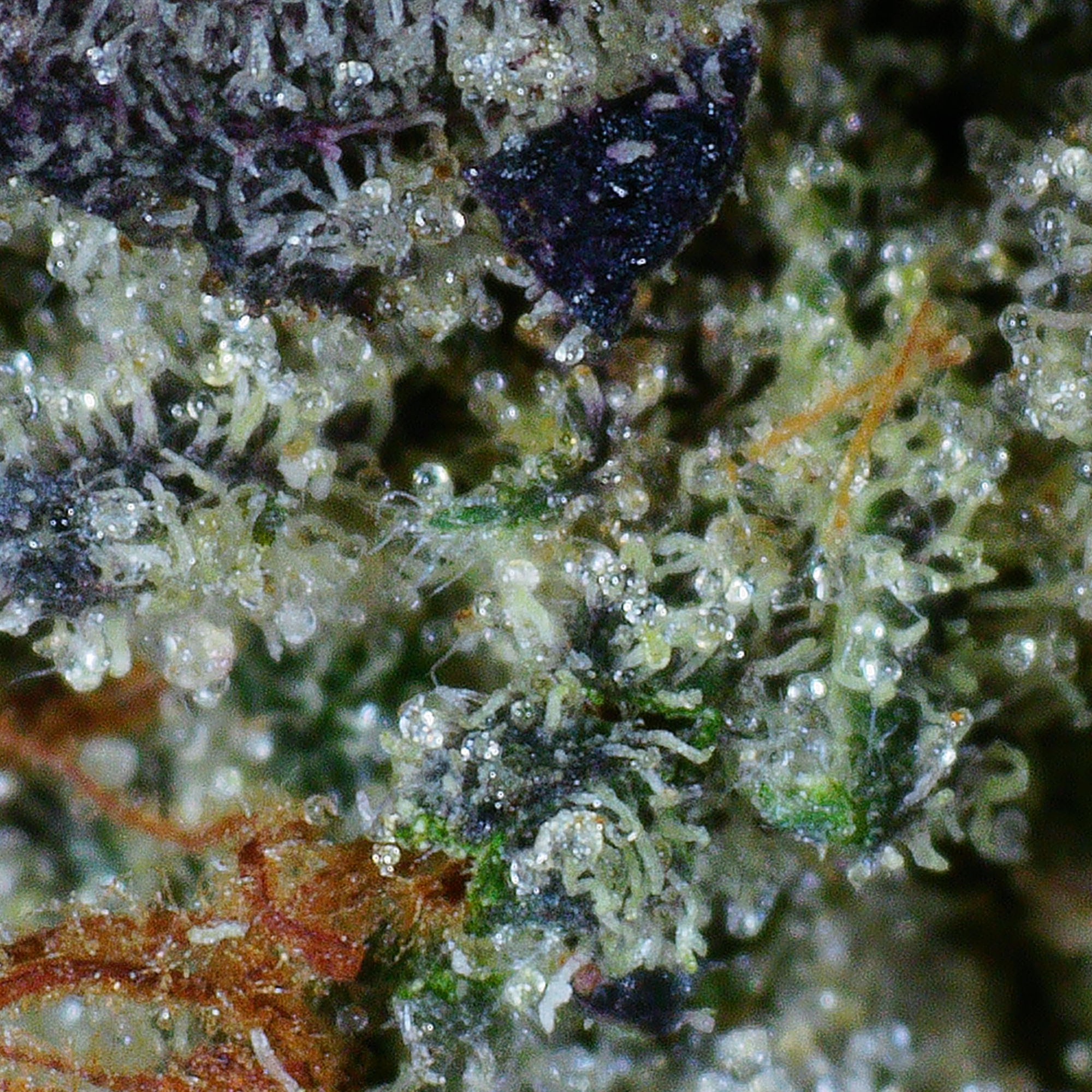 Blueberry Gas Flower 4 Blueberry Gas Flower - Image 4