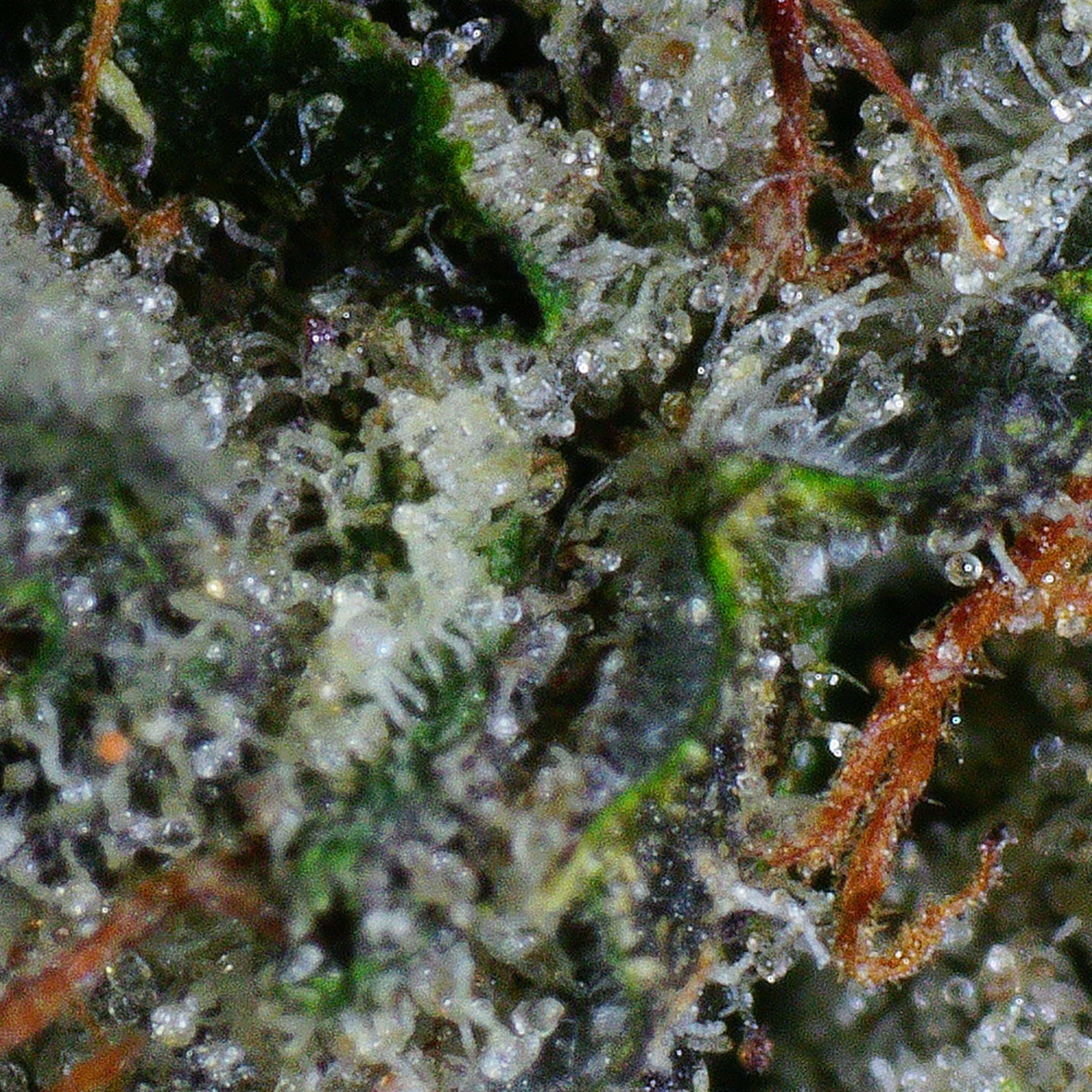 Fred Flipin' Stoned Flower 4 Fred Flipin' Stoned Flower - Image 4