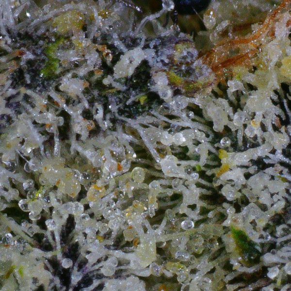 Godfather OG Flower (Organic) 4 Godfather OG Flower (Organic) - Image 4