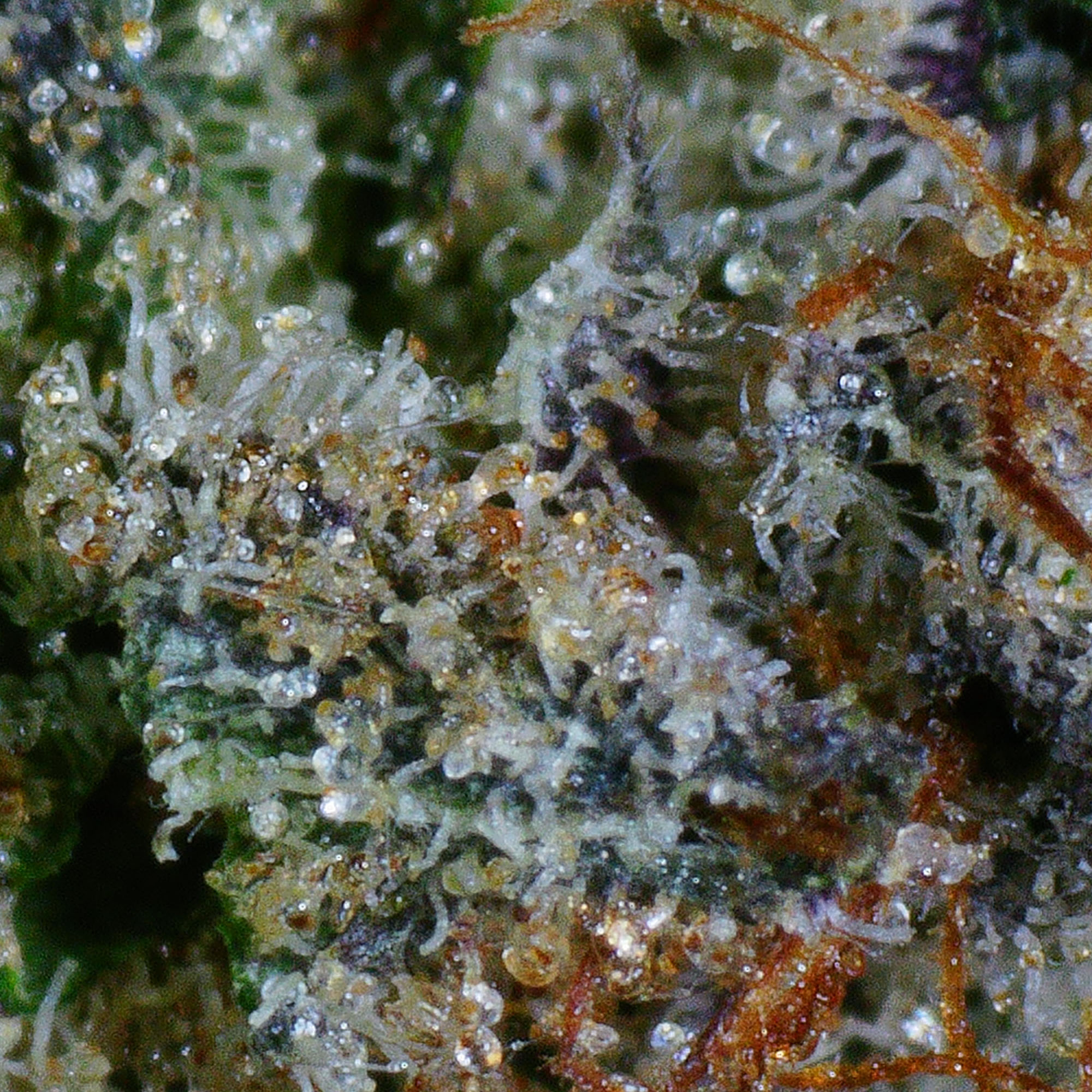 Rockstar Flower 4 Rockstar Flower - Image 4