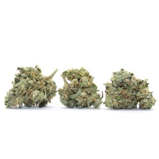 Purple Dragon Flower (Smalls)