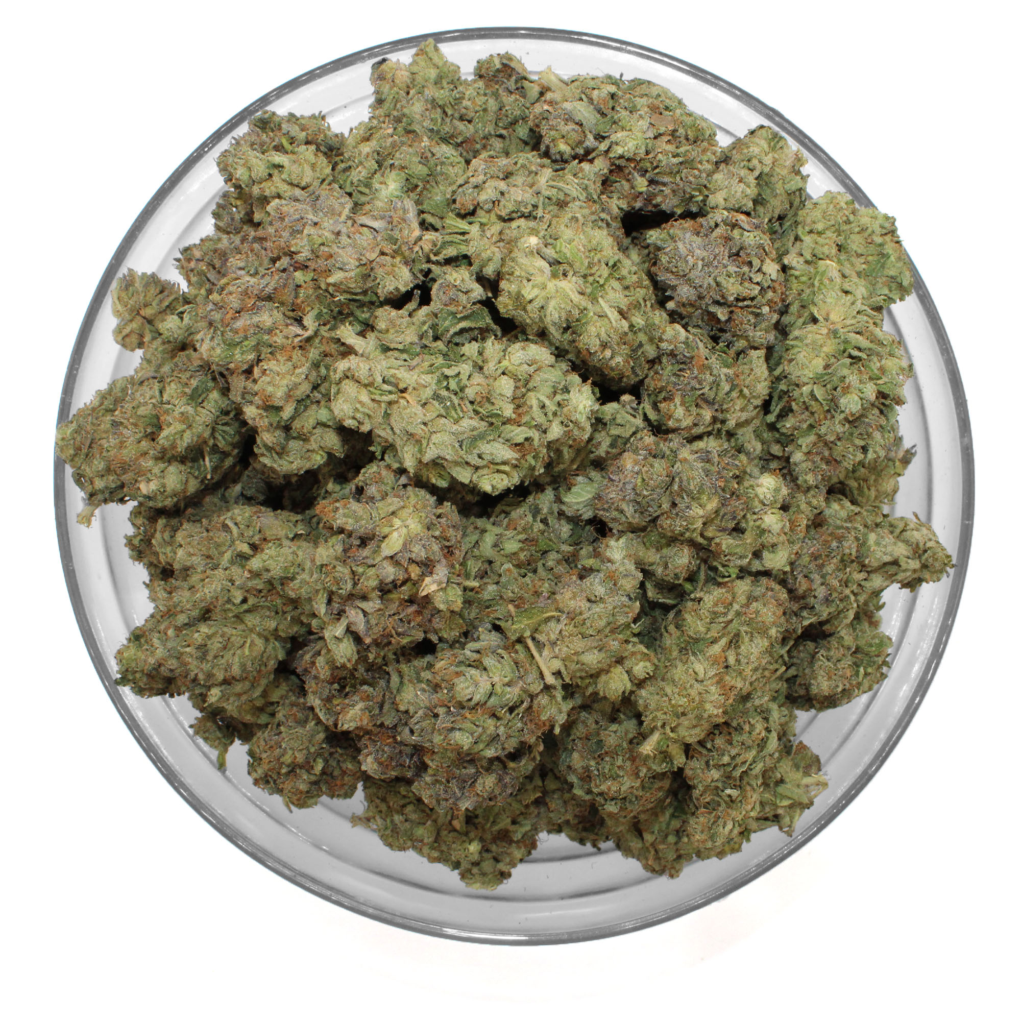 Black Cherry Pie Flower 3 Black Cherry Pie Flower - Image 3