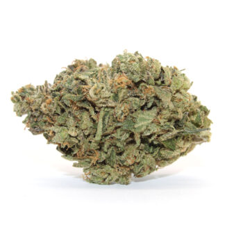 Black Cherry Pie Flower